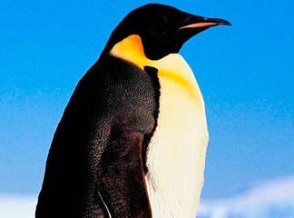 Звуки Пингвина