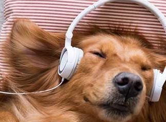 Расслабляющая музыка для собак