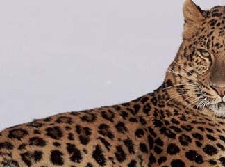 Звуки Дальневосточного леопарда
