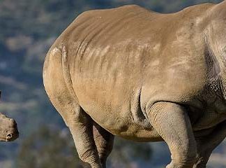Звуки Носорога