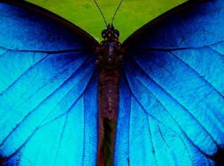 Звуки Бабочки: полёт, порхание крылышков