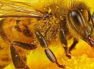 Звуки Пчелы