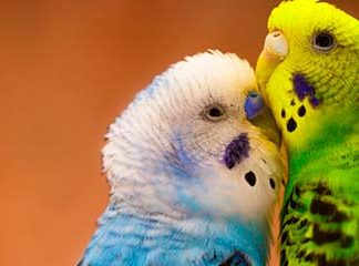 Звуки Волнистых попугаев