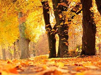 Звуки Осени и осенней природы