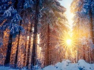 Звуки Леса Зимнего