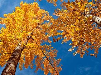 Звуки Осени: природы, леса, листьев, дождя, ветра