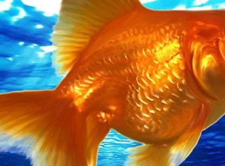 Звуки Золотой рыбки