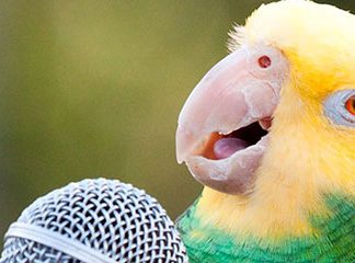 Звуки для попугаев, чтобы научить говорить