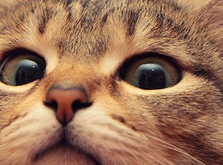 Звуки для кошек привлекающие внимание